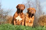 DOGUE DE BORDEAUX 199